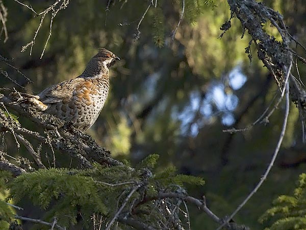 Pyy, Hazel Grouse, Tetrastes bonasia